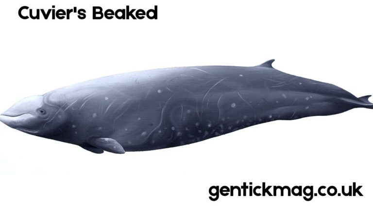 Cuvier's Beaked